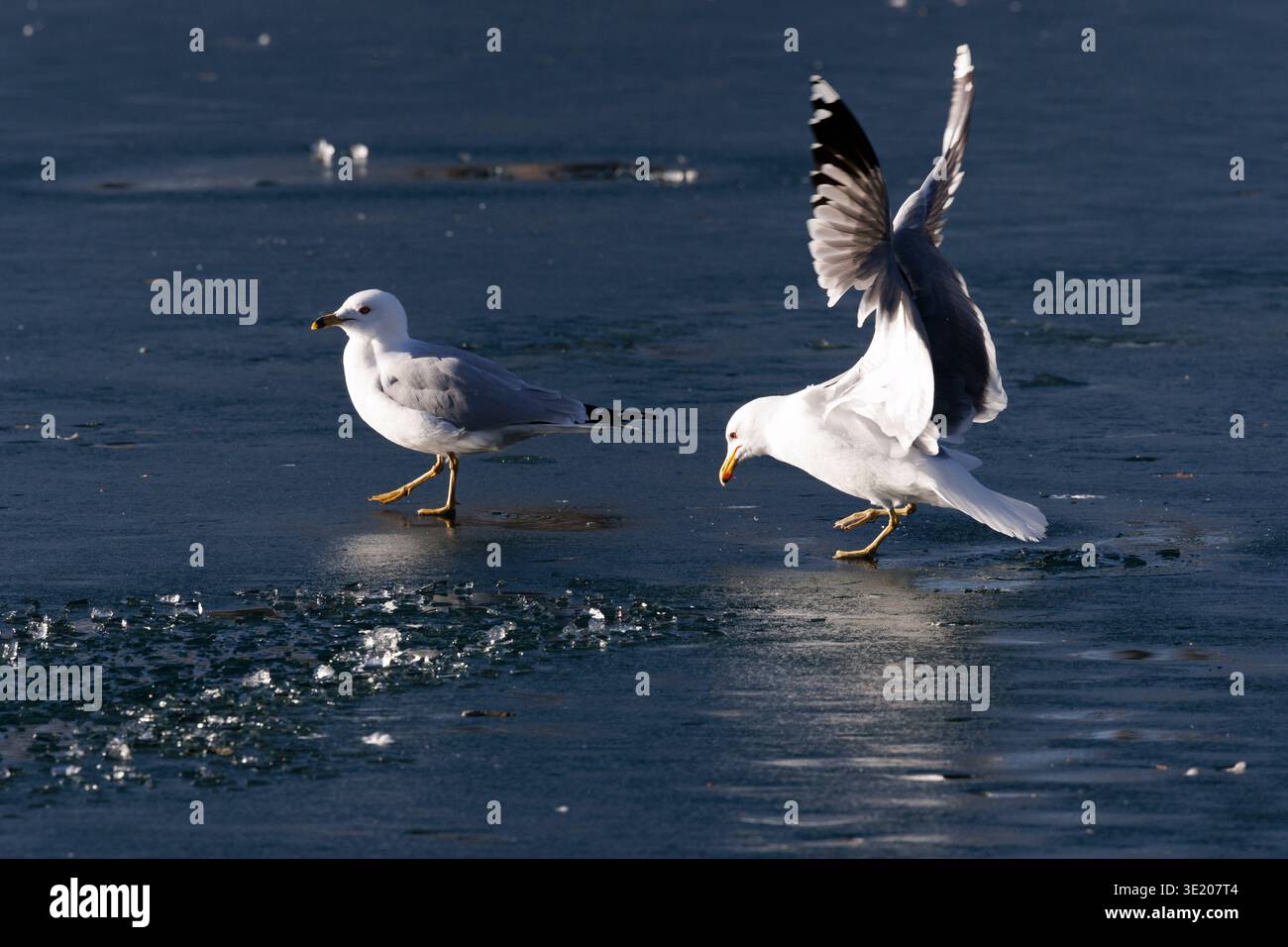 Ringschnabelmöwe (Larus delawarensis) und Kalifornicus (Larus californicus) treten auf Eis. Stockfoto
