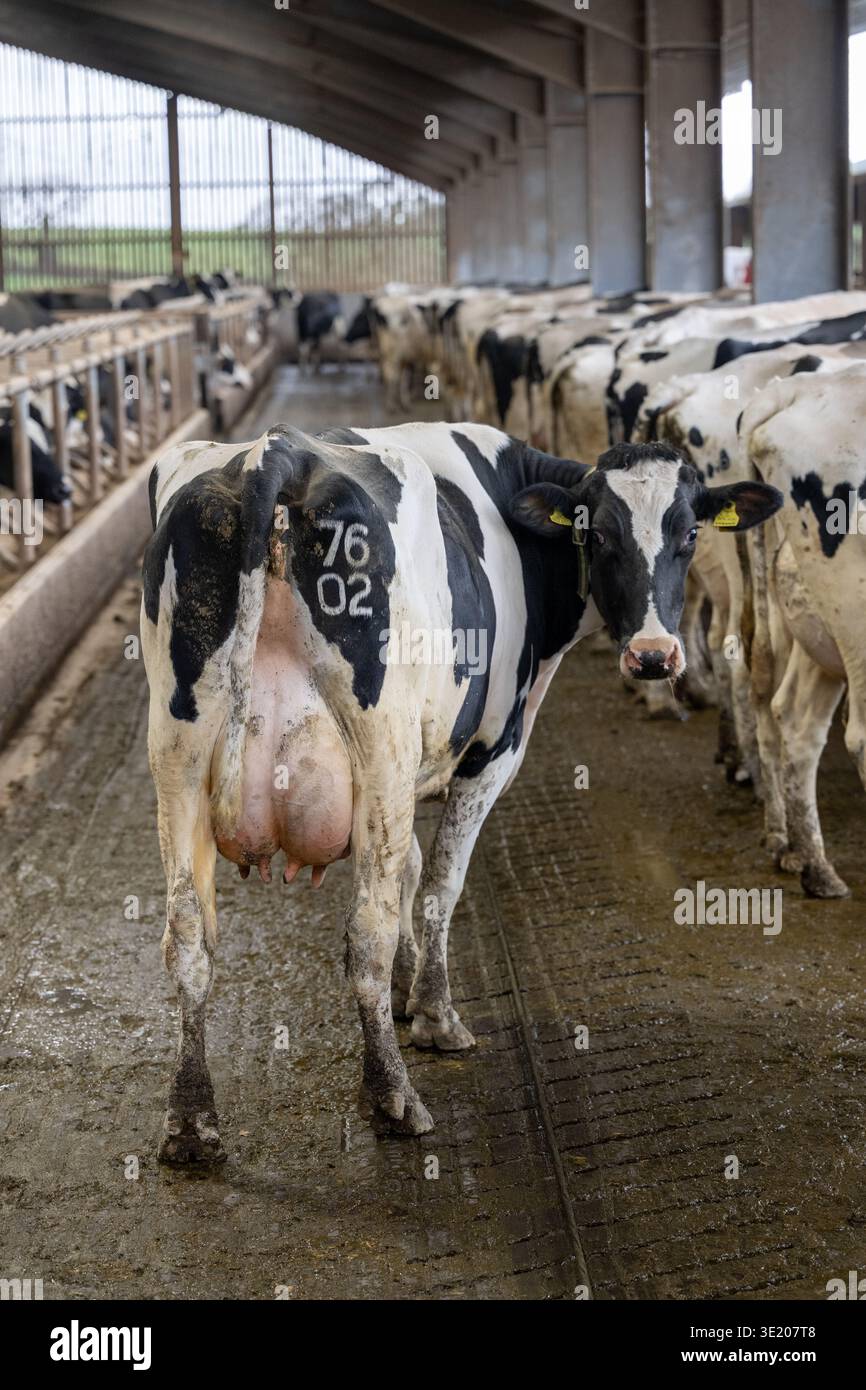 Milchkühe überwintern in einem Schuppen in Lancashire, Großbritannien. Stockfoto