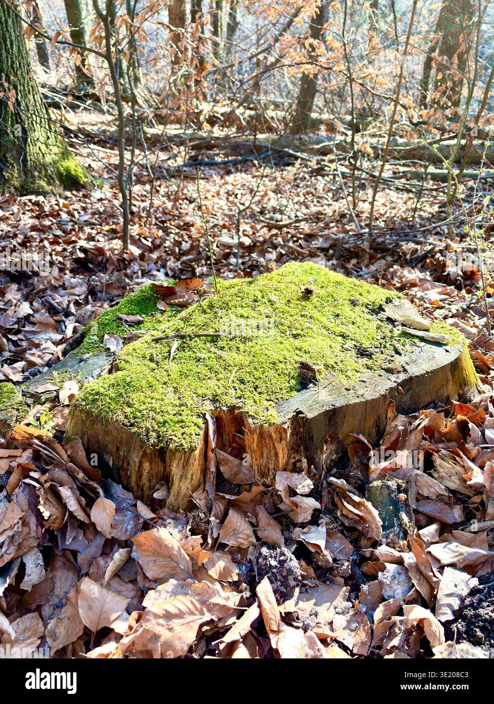 Moosbedeckte Baumstümpfe umgeben von trockenen Herbstblättern im Ojcowski-Nationalpark bei Krakau, Polen. Malerischer Waldboden im Ojcow National Park. - Smartphone-aufgenommenes Stockfoto