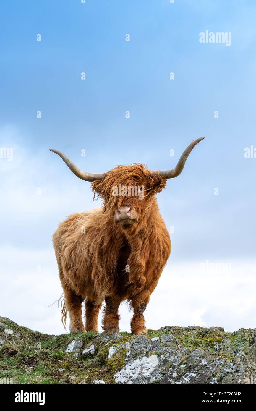 Die Highland-Kuh posierte auf einem Felsvorsprung in beeindruckendem Stil. Schottland, Großbritannien. Stockfoto