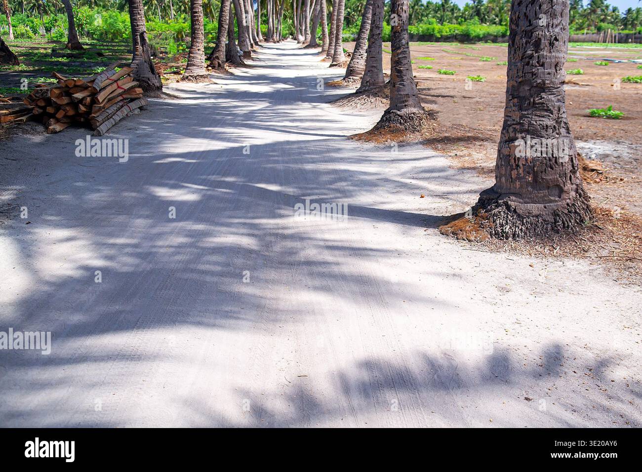 Perspektivischer Blick auf den weißen Sandweg gesäumt von hohen Palmen, die lange Schatten werfen und sich in üppige grüne Vegetation auf der tropischen Insel erstrecken. Erfassen Stockfoto