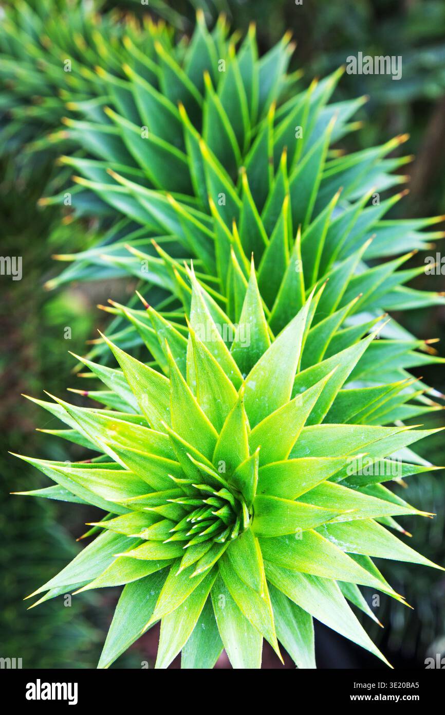 Ein Zweig eines jungen Affen-Puzzle-Baumes (wissenschaftlicher Name Araucaria araucana) mit Blättern in der Sonne Stockfoto