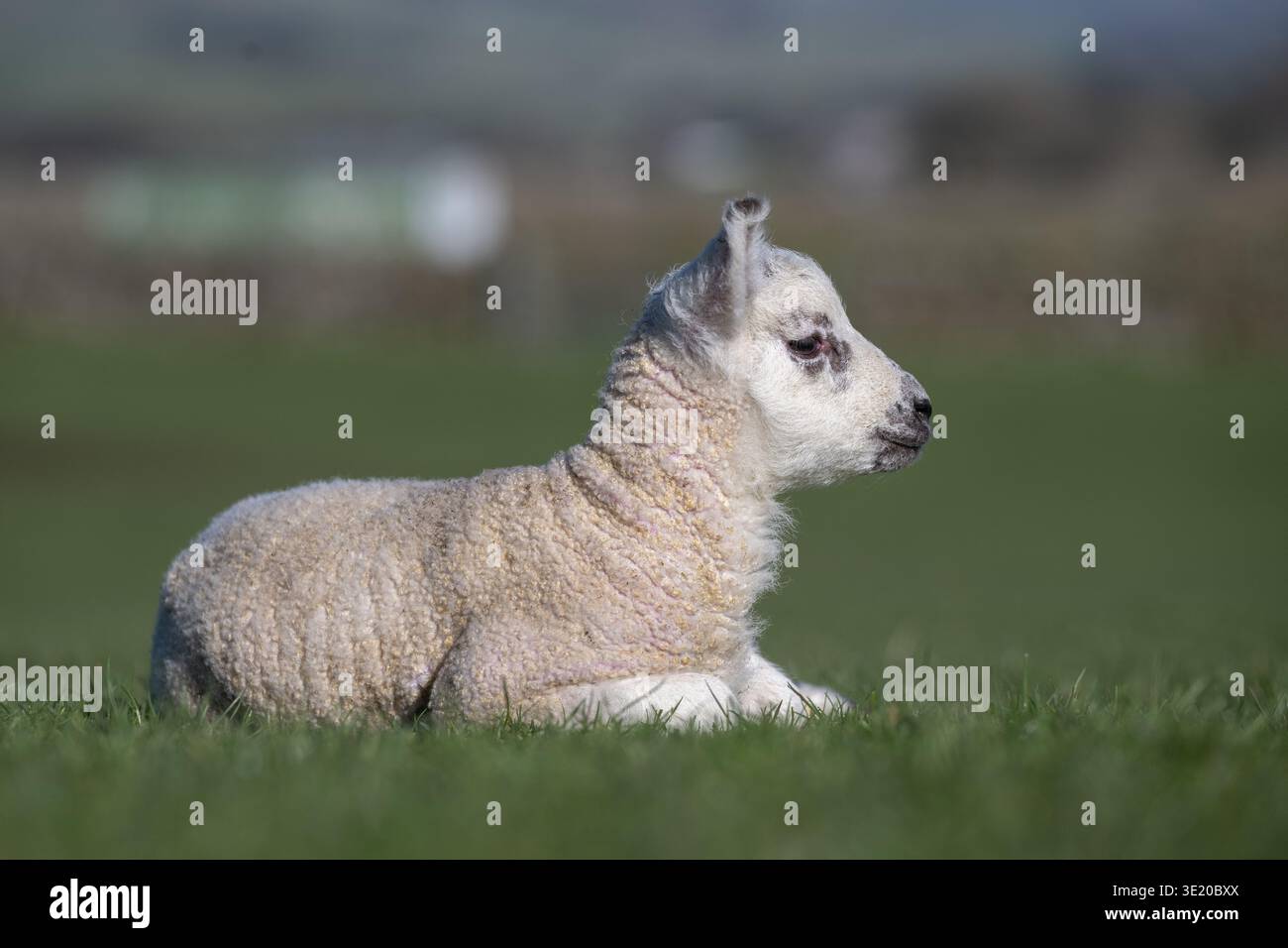 Glückliches Lamm saß auf Gras und genoss die Sonne. North Yorkshire, Großbritannien. Stockfoto