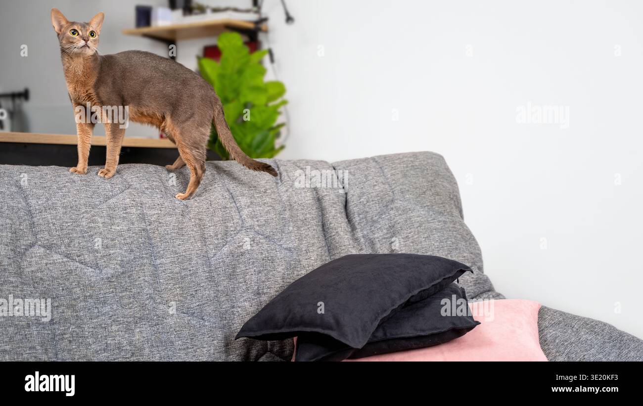 Elegante blaue Abessinierkatze, die auf dem Sofa steht, in einem modernen, gut beleuchteten Wohnraum. Das Konzept eines stilvollen Wohnmobils, minimalistisches Design und anmutig Stockfoto
