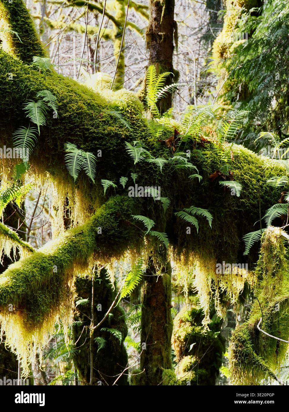 Moosbedeckte Äste mit epiphytischen Farnen in einem üppigen, gemäßigten Regenwald mit dichtem Grün, Olympic National Park, Washington State Stockfoto