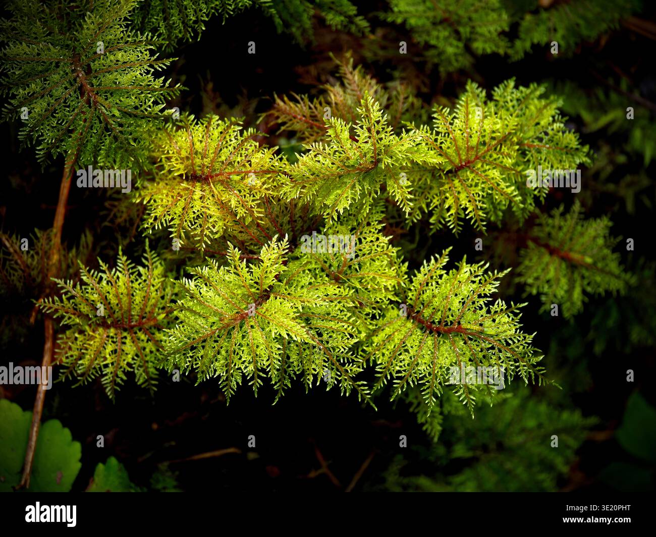 Mooskolonie mit feinen, federgrünen Blättern, die dichte, radiale Cluster auf einer feuchten Waldoberfläche bilden, Washington State, USA Stockfoto