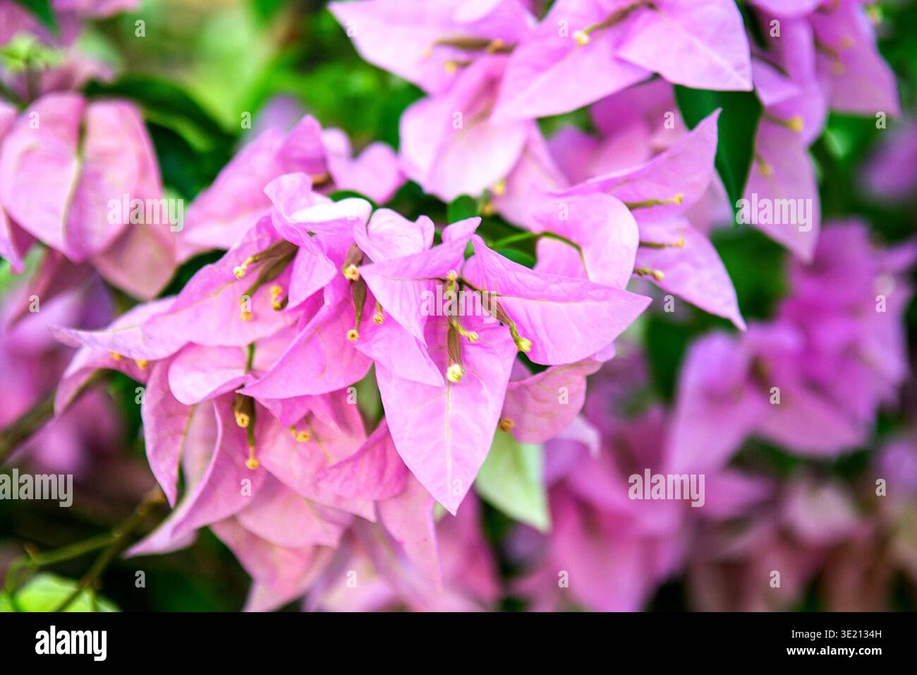 Nahaufnahme leuchtender rosafarbener Bougainvillea-Blätter und grüner Blätter in natürlicher Umgebung. Weckt authentische emotionale Ruhe und Wohlbefinden. Ideal für Dekorationen, Stockfoto