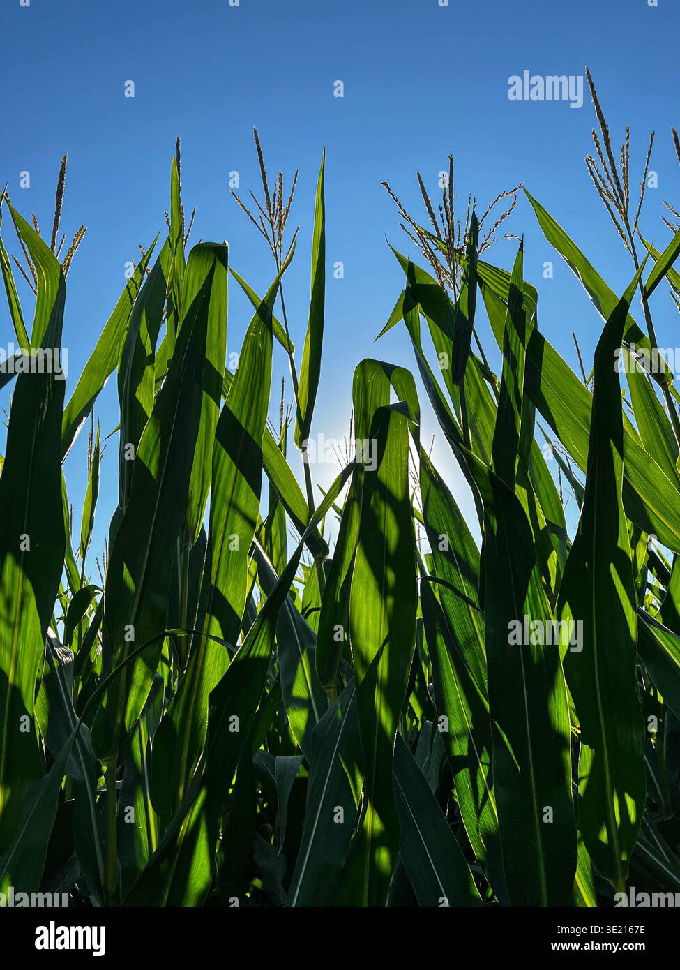 Niedriger Winkel: Grünes Maisfeld vor heller blauer Himmel Stockfoto