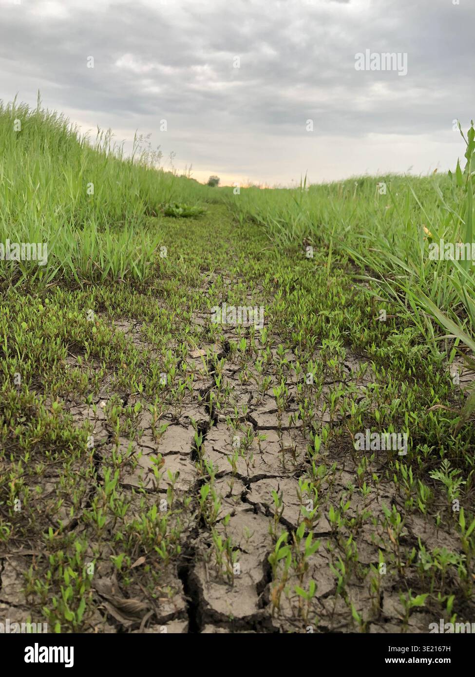 Zerrissener trockener Boden auf dem Bauernhof mit New Growth und Stormy Sky - Smartphone-aufgenommenes Stockfoto