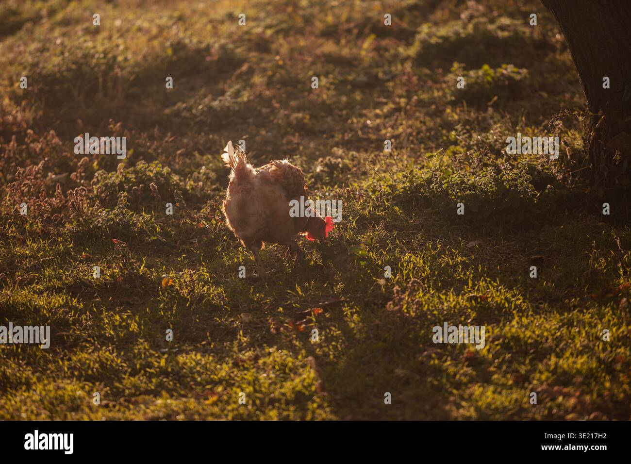 Braunes Huhn, das in Serbien im warmen Abendlicht durch das Gras pickt. Die ländliche Szene zeigt Freilandgeflügel in einer natürlichen Feldarbeit und reflektiert Stockfoto