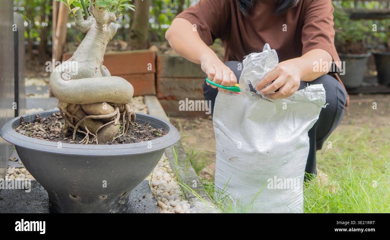Eine Frau, die neben einem Pflanztopf sitzt und mit einer Schere schneidet, Boden und Düngersäcke öffnet. Gartenarbeit zu Hause. Stockfoto