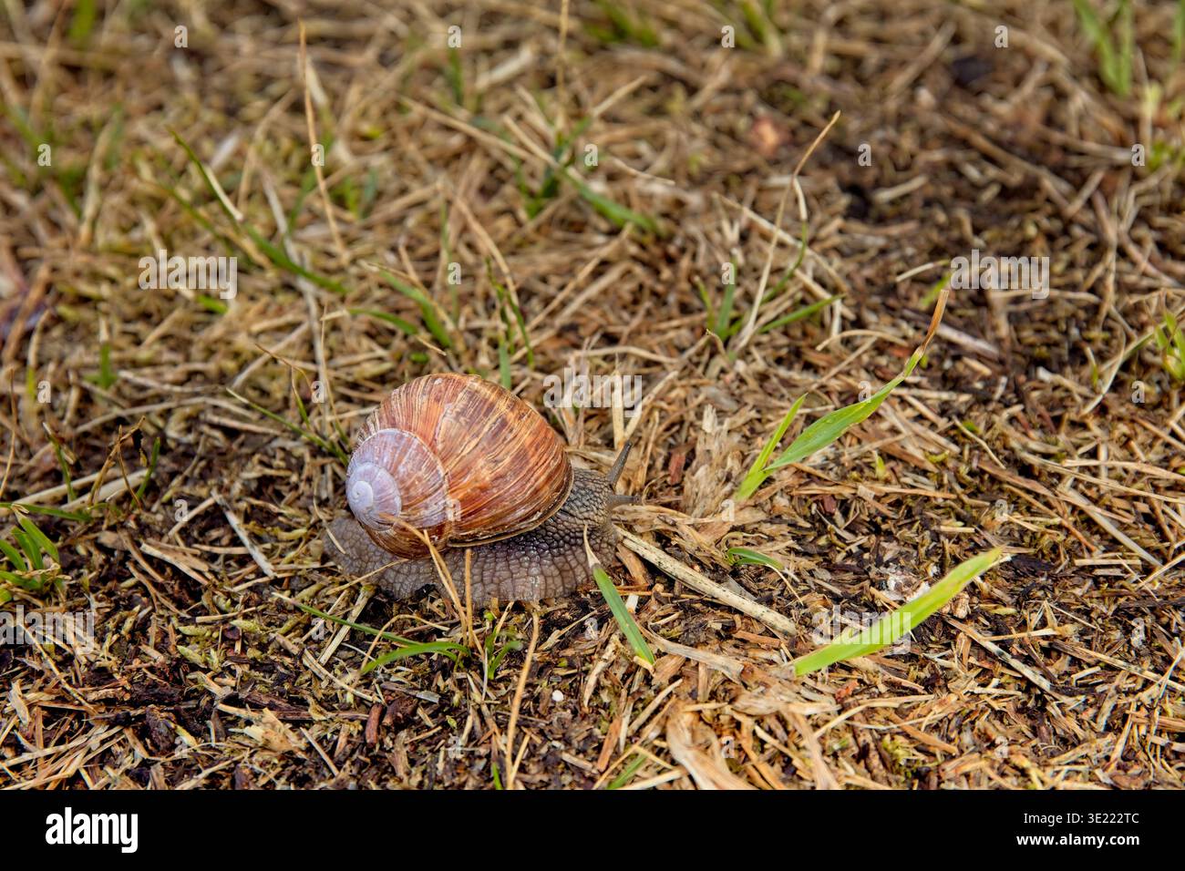 Nahaufnahme der römischen Schnecke (Helix pomatia), auch bekannt als Burgunderschnecke, essbare Schnecke, eor-Scharnierschnecke, die sich im Sommer auf dem Boden bewegt, Muhu, Estland. Stockfoto