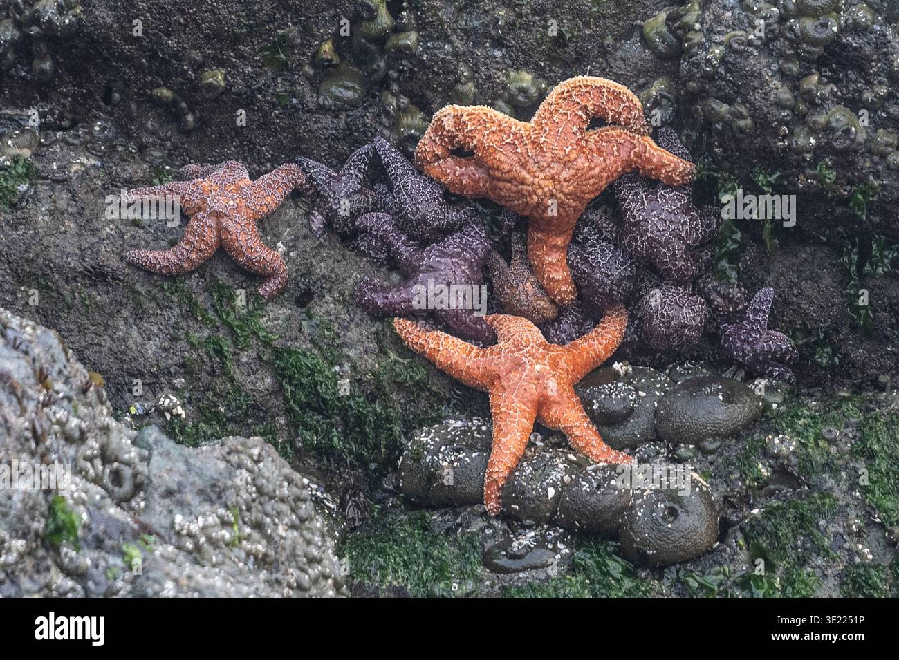 Mehrere Seesterne gruppierten sich auf einer felsigen, algenbedeckten Oberfläche nahe dem Ozean. Ucluelet, Vancouver Island, British Columbia, Kanada Stockfoto