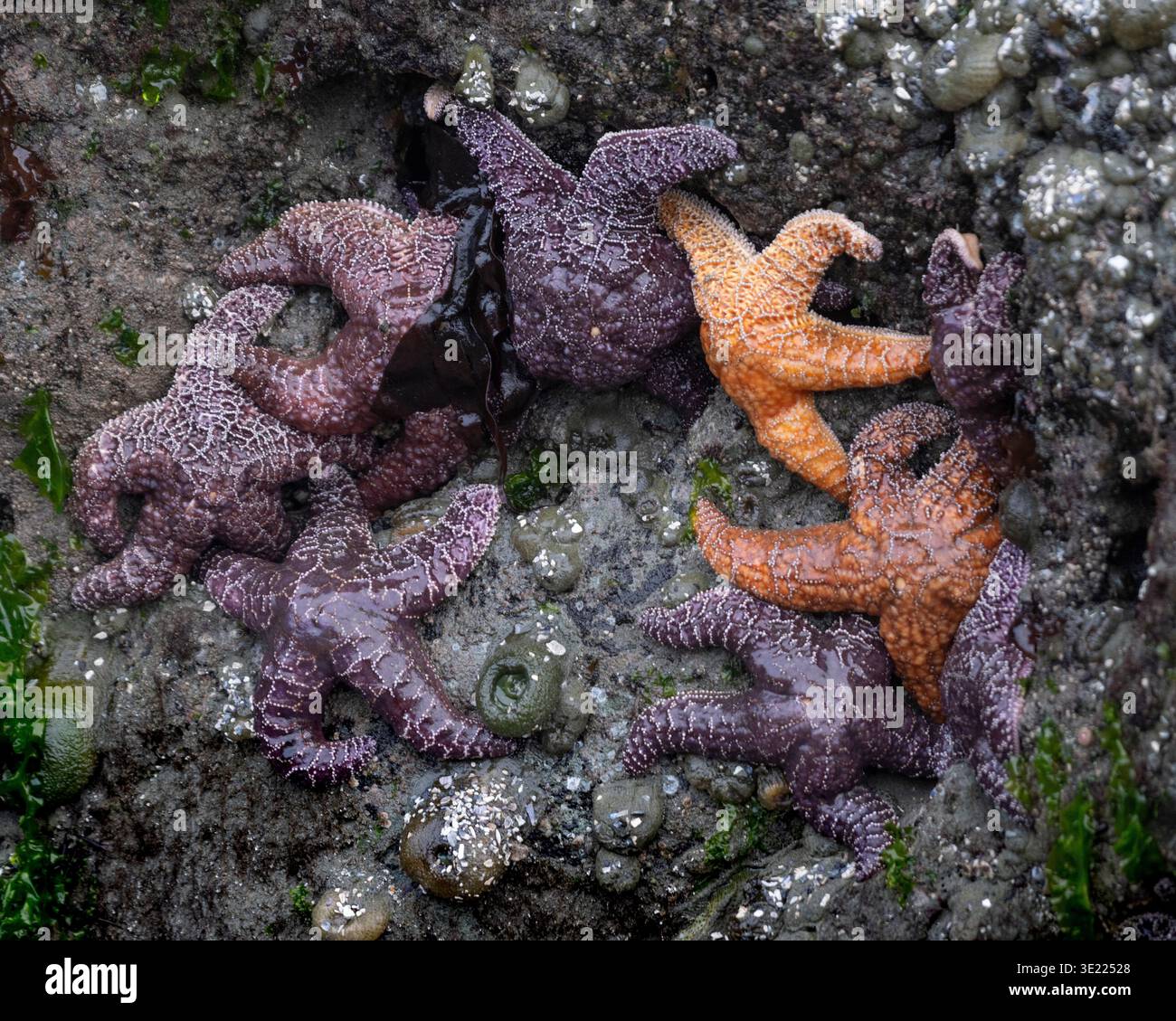 Mehrere Seesterne gruppierten sich auf einer felsigen, algenbedeckten Oberfläche nahe dem Ozean. Ucluelet, Vancouver Island, British Columbia, Kanada Stockfoto