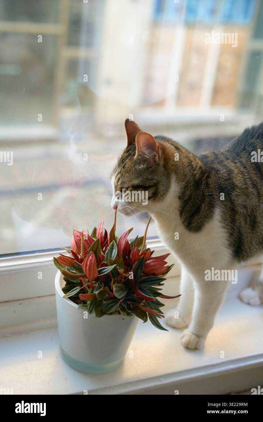 Eine Katze schnüffelt neugierig an einer Topfpflanze auf einer Fensterbank mit Blick auf die Stadt. Brüssel, Belgien Stockfoto