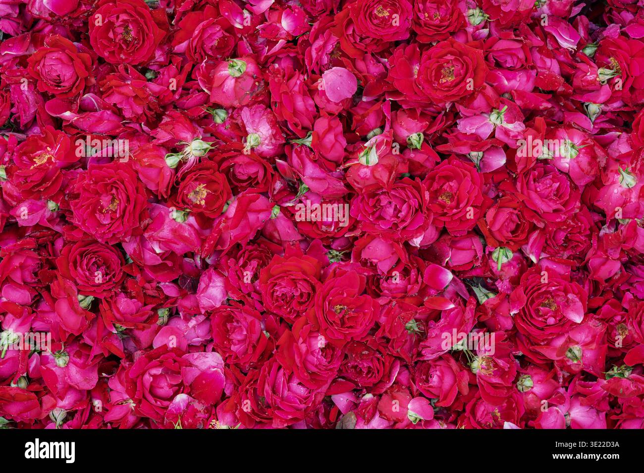 Nahaufnahme der frischen roten rosa Rosen Blumenköpfe - farbenfroher natürlicher Hintergrund Stockfoto
