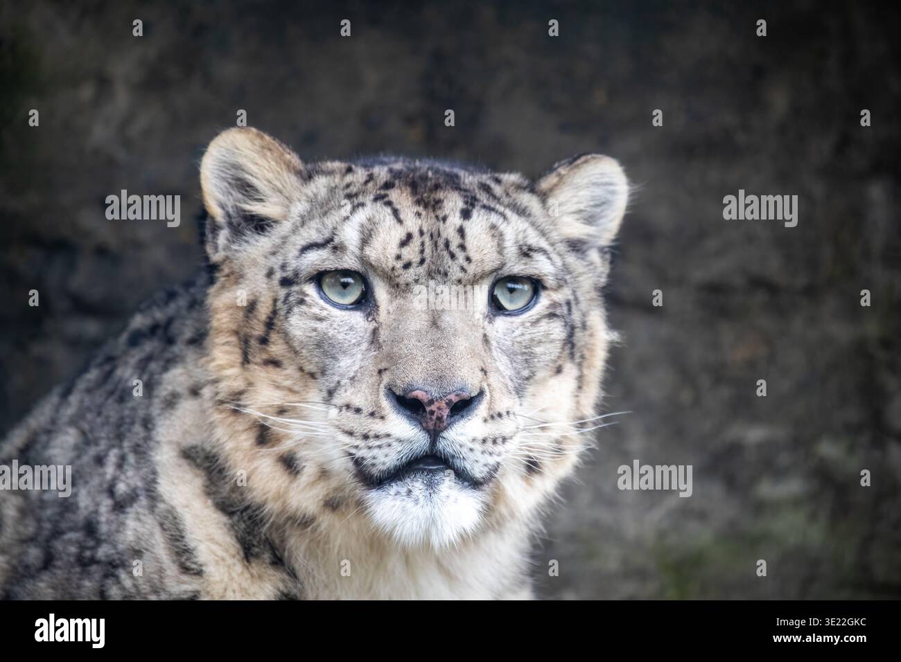 Wacher Erwachsener Schneeleopard, panthera uncia, auf felsigem Hintergrund mit Platz für Text. Diese verwundbare Großkatze ist in den Bergen von Central A heimisch Stockfoto