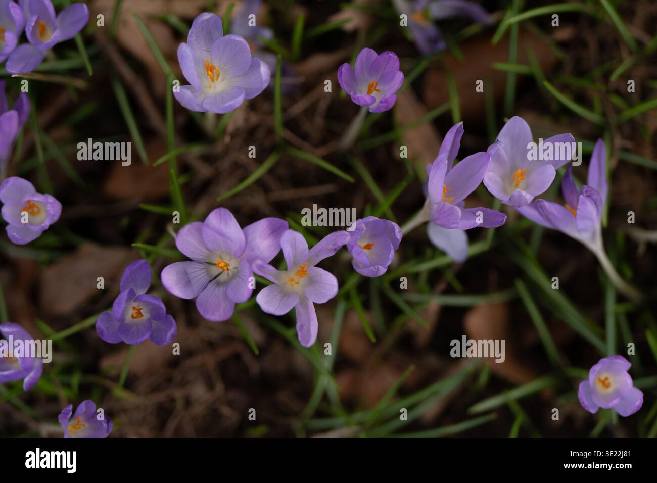 Purple Crocus Flowers Close-up im Spring Forest: Makroaufnahme zarter violetter Krokusse, die zwischen Gras und Blättern wachsen. Stockfoto