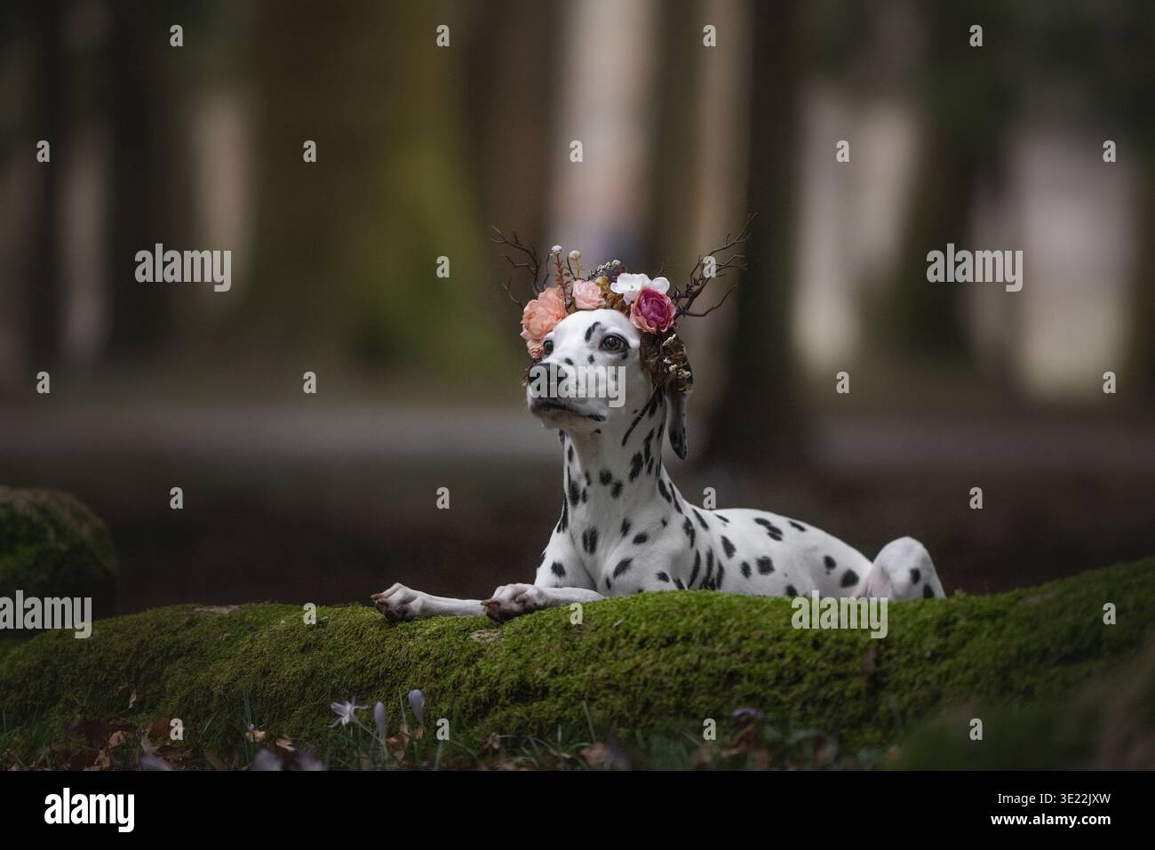 Dalmatinischer Hund mit Blumenkrone, der auf Moos im Wald liegt Stockfoto