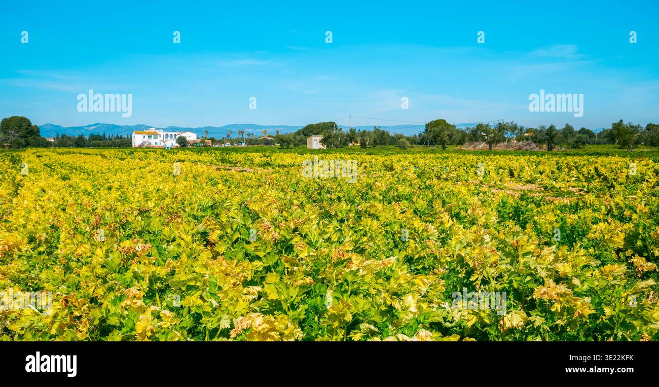 Ein sonnendurchflutetes Feld mit Sellerie breitet sich über die Landschaft aus, das lebendige Laub steht im Kontrast zum tiefblauen Himmel und den ländlichen Gebäuden dahinter Stockfoto