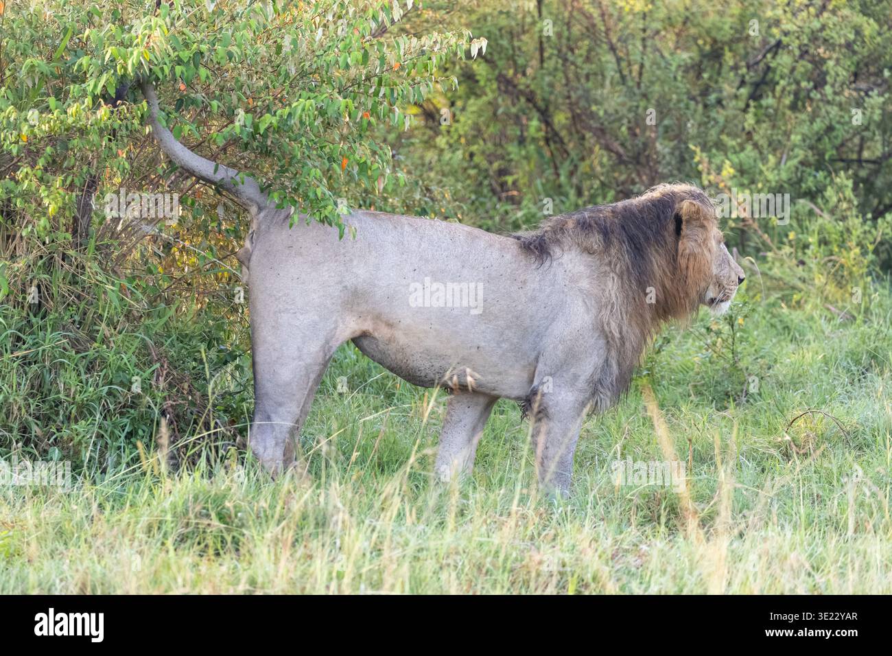 Männlicher Löwe, Panthera leo Duft markiert sein Territorium im Masai Mara, Kenia, Afrika Stockfoto