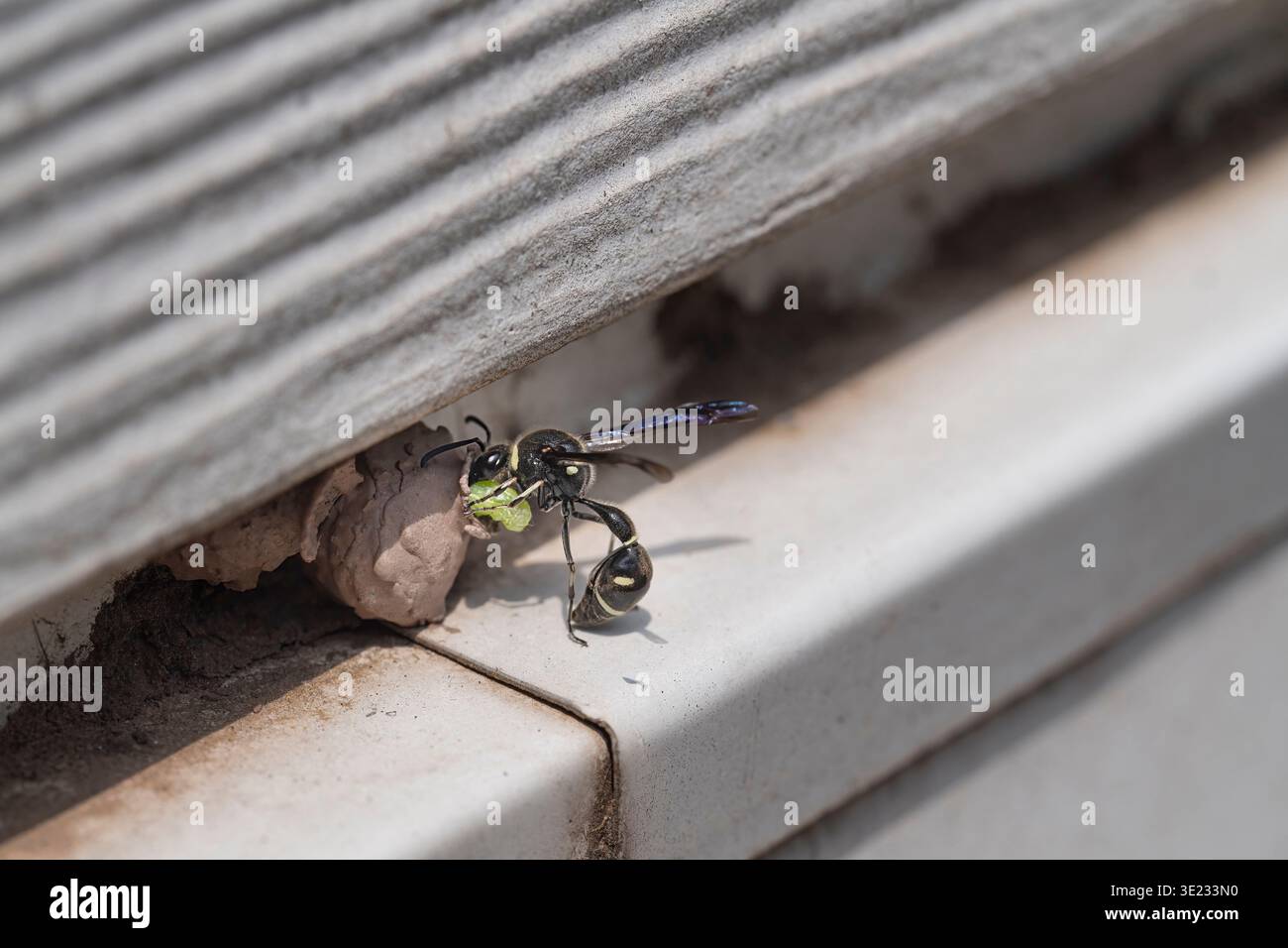 Mud Wasp füttert grünen Wurm in sein Nest Stockfoto