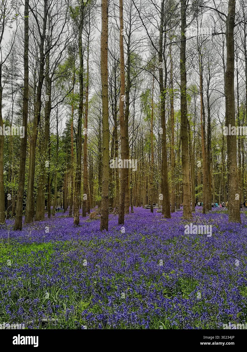 Ein Teppich aus Blauglocken in Wooton Wawen Woods - Smartphone-aufgenommenes Stockfoto