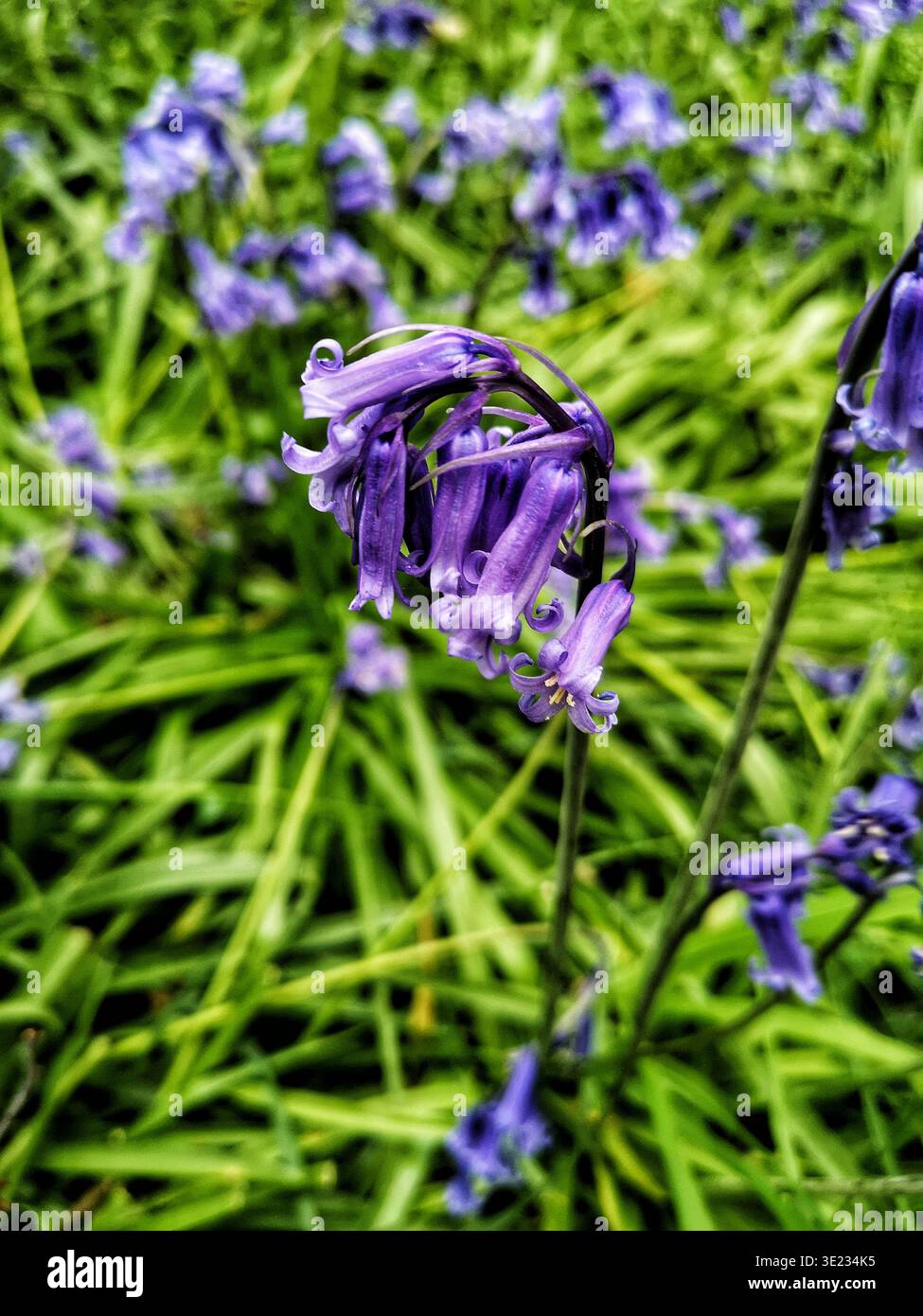 Nahaufnahme einiger Blauglocken in Wooton Wawen Woodlands - Smartphone-aufgenommenes Stockfoto