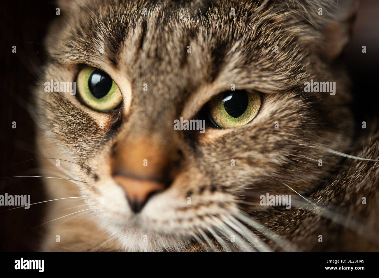 Nahaufnahme eines tabby Katzengesichts mit hellgrünen Augen, mit detaillierter Fellstruktur und intensivem Blick bei weichem Licht Stockfoto