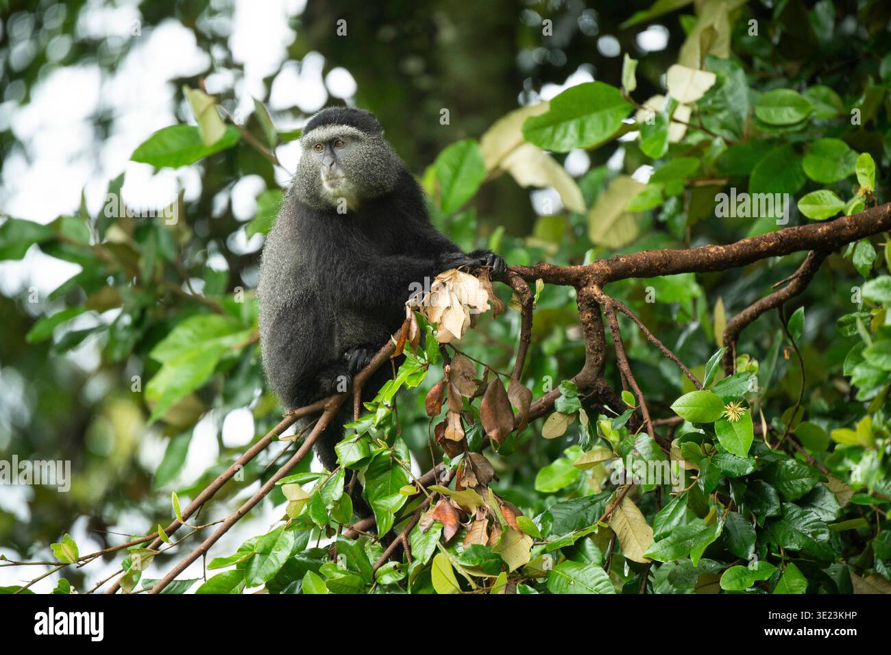 Sykes' Affe, Cercopithecus mitis albogularis, Mount Elgon National Park, Kenia Stockfoto