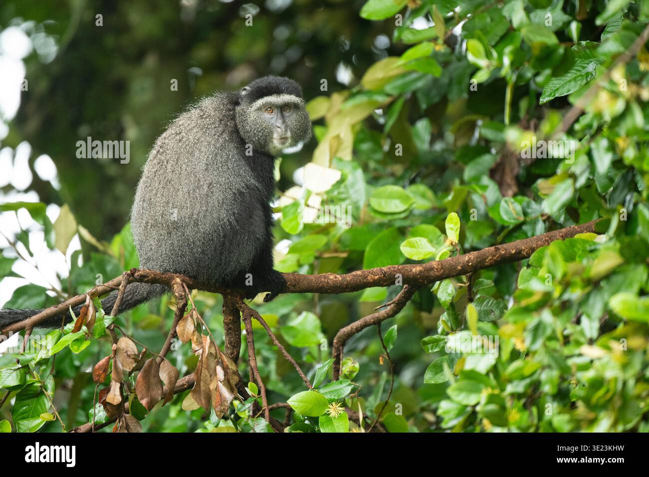 Sykes' Affe, Cercopithecus mitis albogularis, Mount Elgon National Park, Kenia Stockfoto