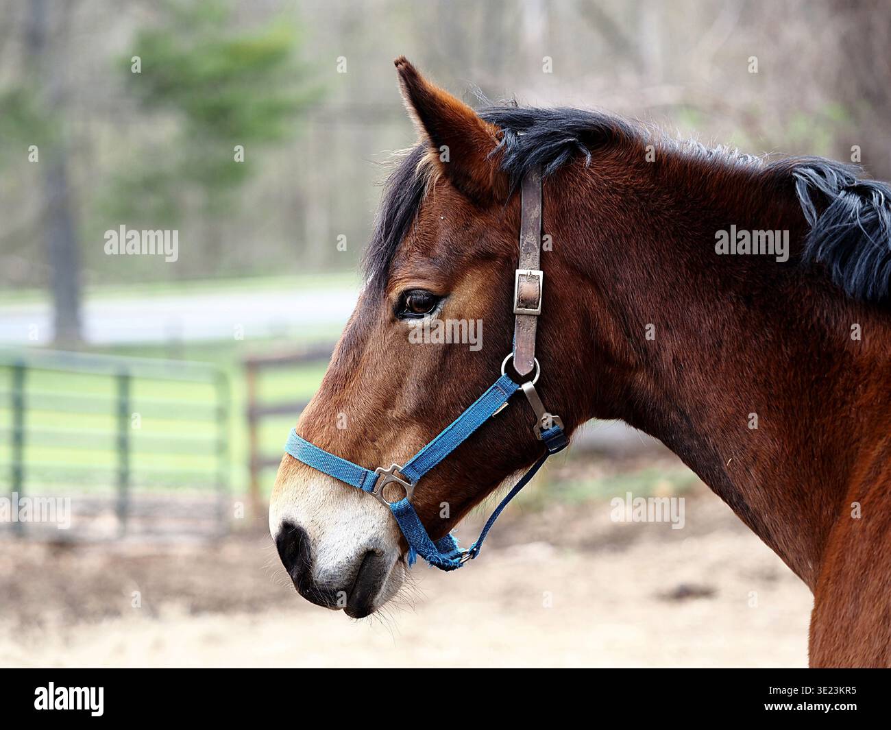Profilporträt eines braunen Lorbeerpferdes mit blauem und braunem Halfter in einem Fahrerlager mit weichem Waldhintergrund. Stockfoto