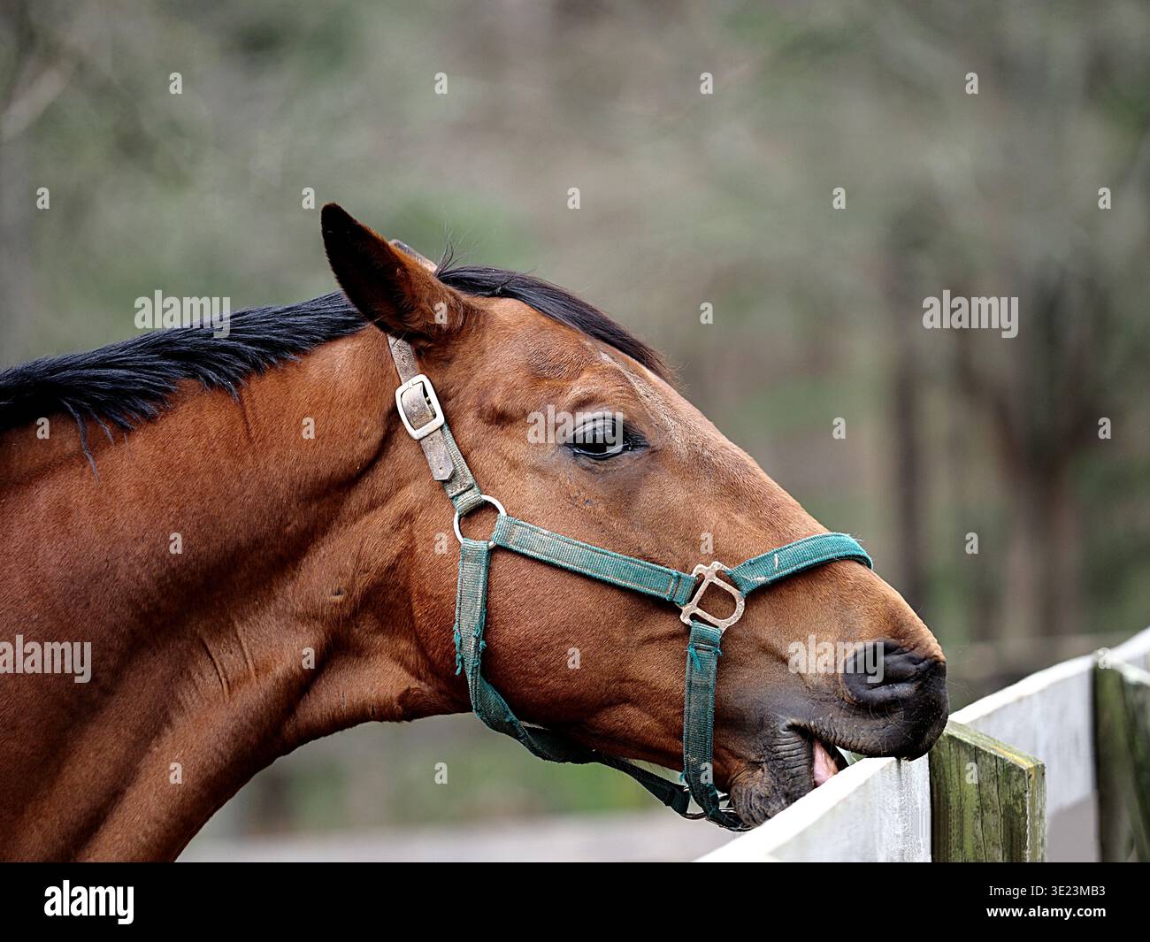 Seitenprofil eines braunen Lorbeerpferdes, das einen grünen Neckholder trägt und spielerisch an den Rand eines hölzernen Paddock-Zauns beißt. Nahaufnahme mit weichem Hintergrund. Stockfoto