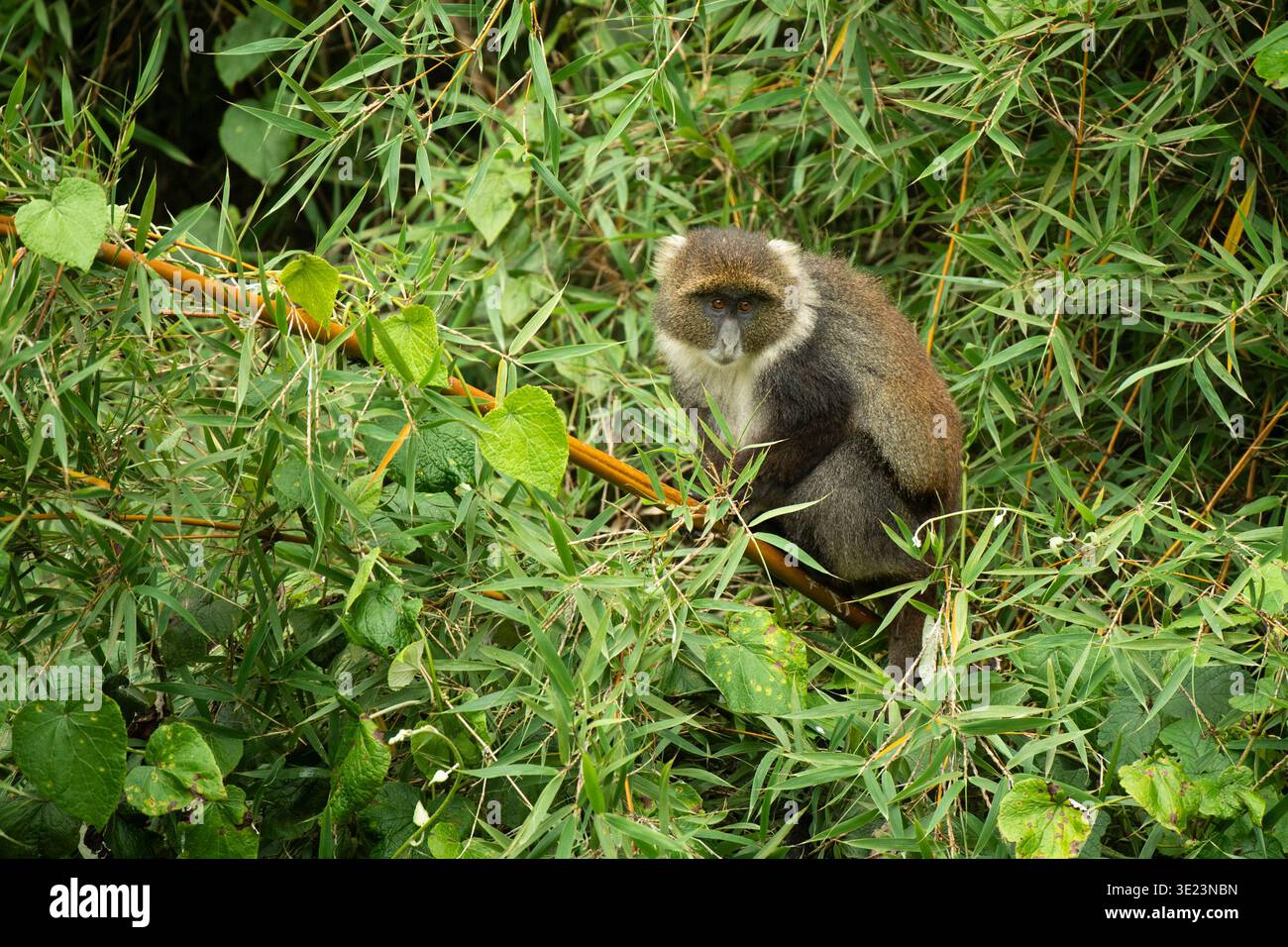 Sykes' Affe, Cercopithecus mitis albogularis, sitzt in Bambus, Mount Kenya National Park, Kenia Stockfoto