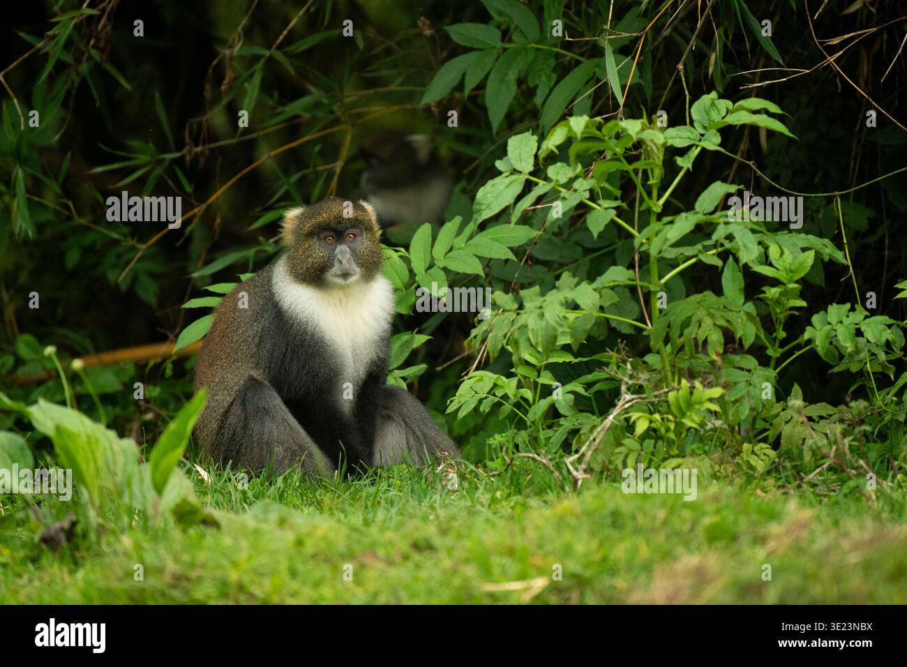 Sykes' Affe, Cercopithecus mitis albogularis, Mount Kenya National Park, Kenia Stockfoto
