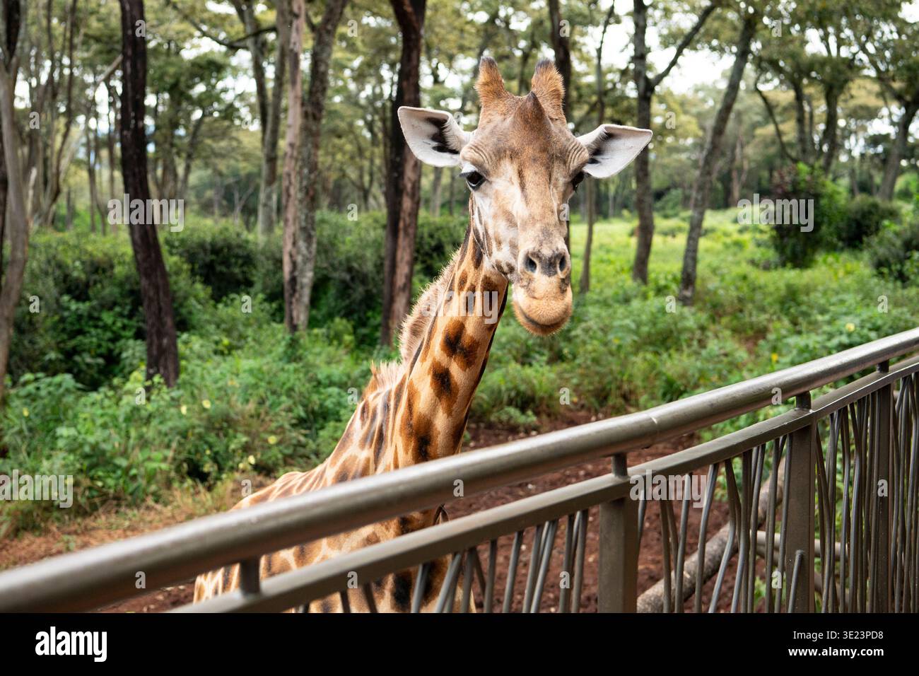 Rothschild's Giraffe, Giraffa camelopardalis camelopardalis, Giraffe Centre, Nairobi, Kenia Stockfoto