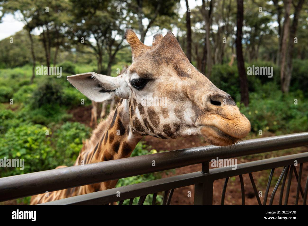 Rothschild's Giraffe, Giraffa camelopardalis camelopardalis, Giraffe Centre, Nairobi, Kenia Stockfoto