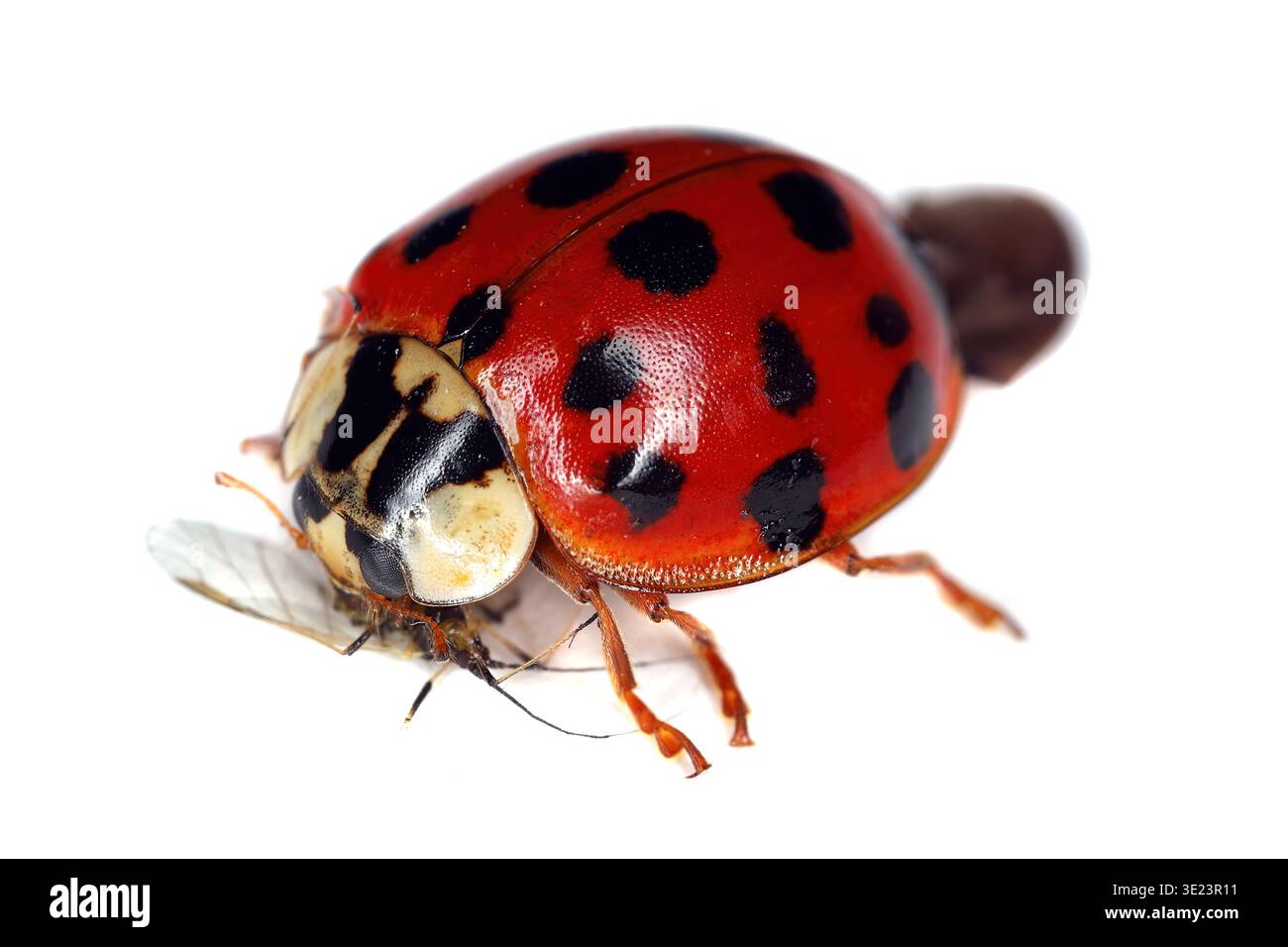 Harlequin, asiatischer oder mehrfarbiger asiatischer Käfer (Harmonia axyridis) Blattlaus essen. Isoliert auf weißem Hintergrund. Stockfoto