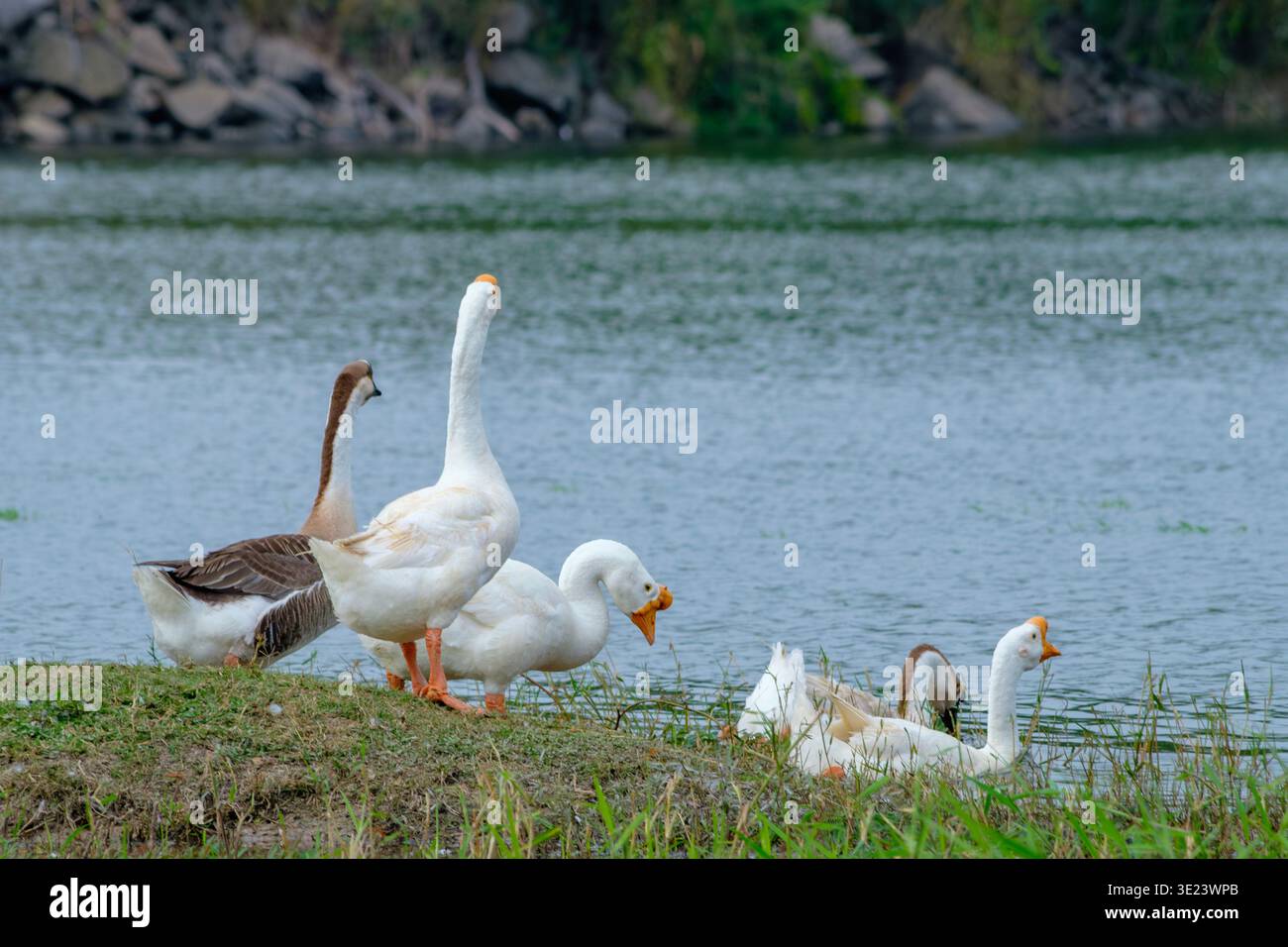 Eine Gruppe von Hausgänsen, die am See stehen und ruhen, umgeben von ruhigem Wasser und natürlichem Grün. Die Szene spiegelt Harmonie, Koexistenz, Stockfoto