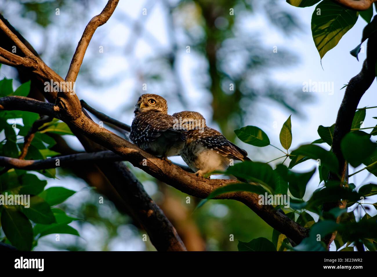 Zwei junge gefleckte Eulen ruhen eng zusammen auf einem sonnendurchfluteten Baumzweig, umgeben von warmen Naturtönen und üppigem Grün. Ihre weichen Federn, Stockfoto