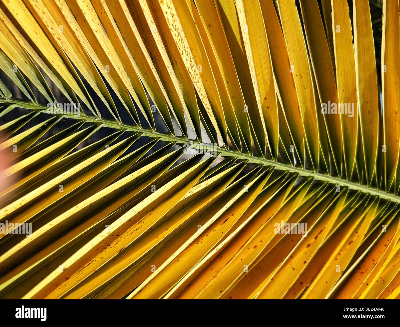 Nahansicht einer goldgelben Palmblattstruktur mit detaillierten geometrischen Mustern und Linien Stockfoto