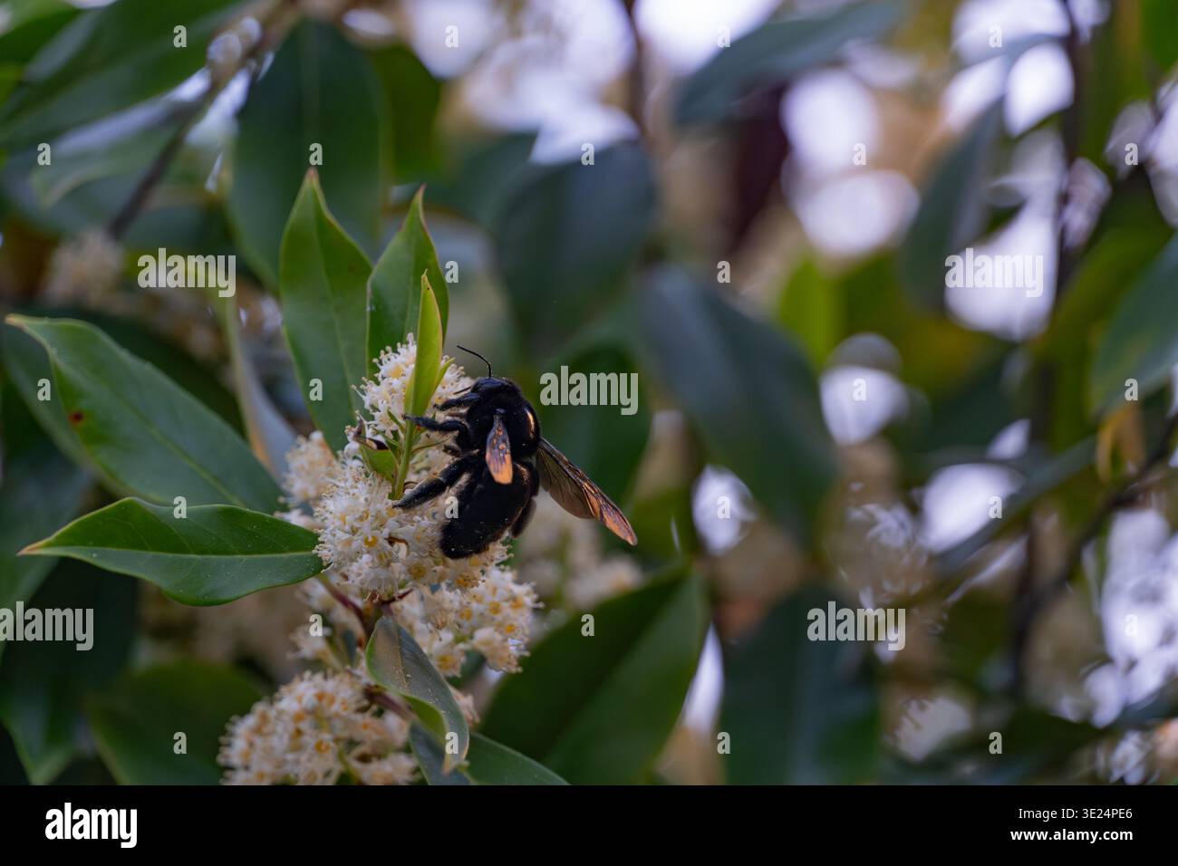 Große schwarze Tischlerbiene, die sich von einer Gruppe kleiner weißer Blüten inmitten von glänzend grünen Blättern ernährt Stockfoto