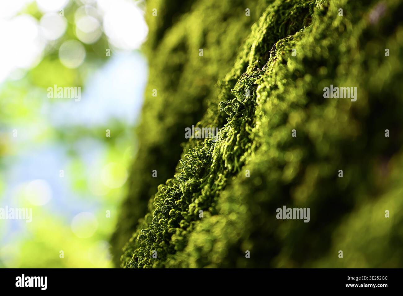 Nahaufnahme von grünem natürlichem Moos und Flechten im Naturwald mit Sonnenschein. Stockfoto