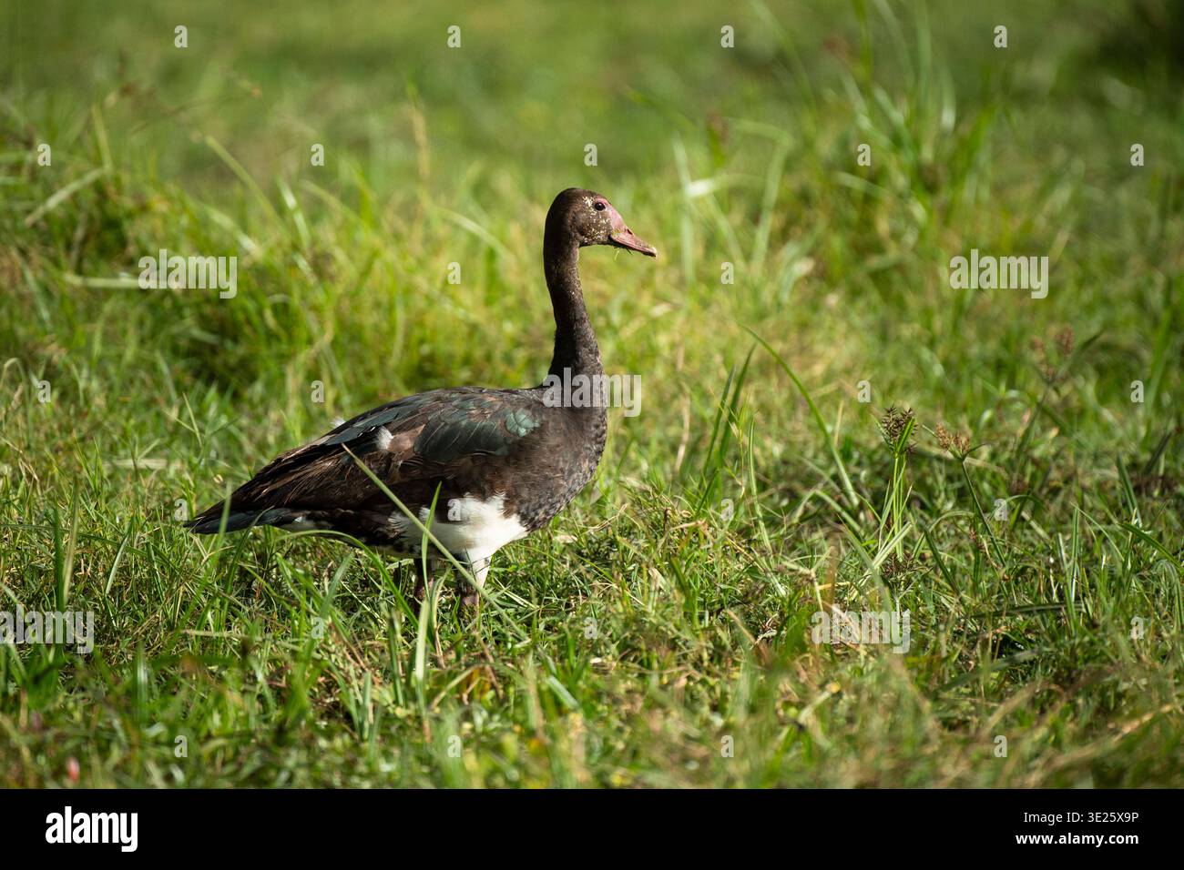 Sporngeflügelte Gans, Plectropterus gambensis, Amboseli Nationalpark, Kenia Stockfoto