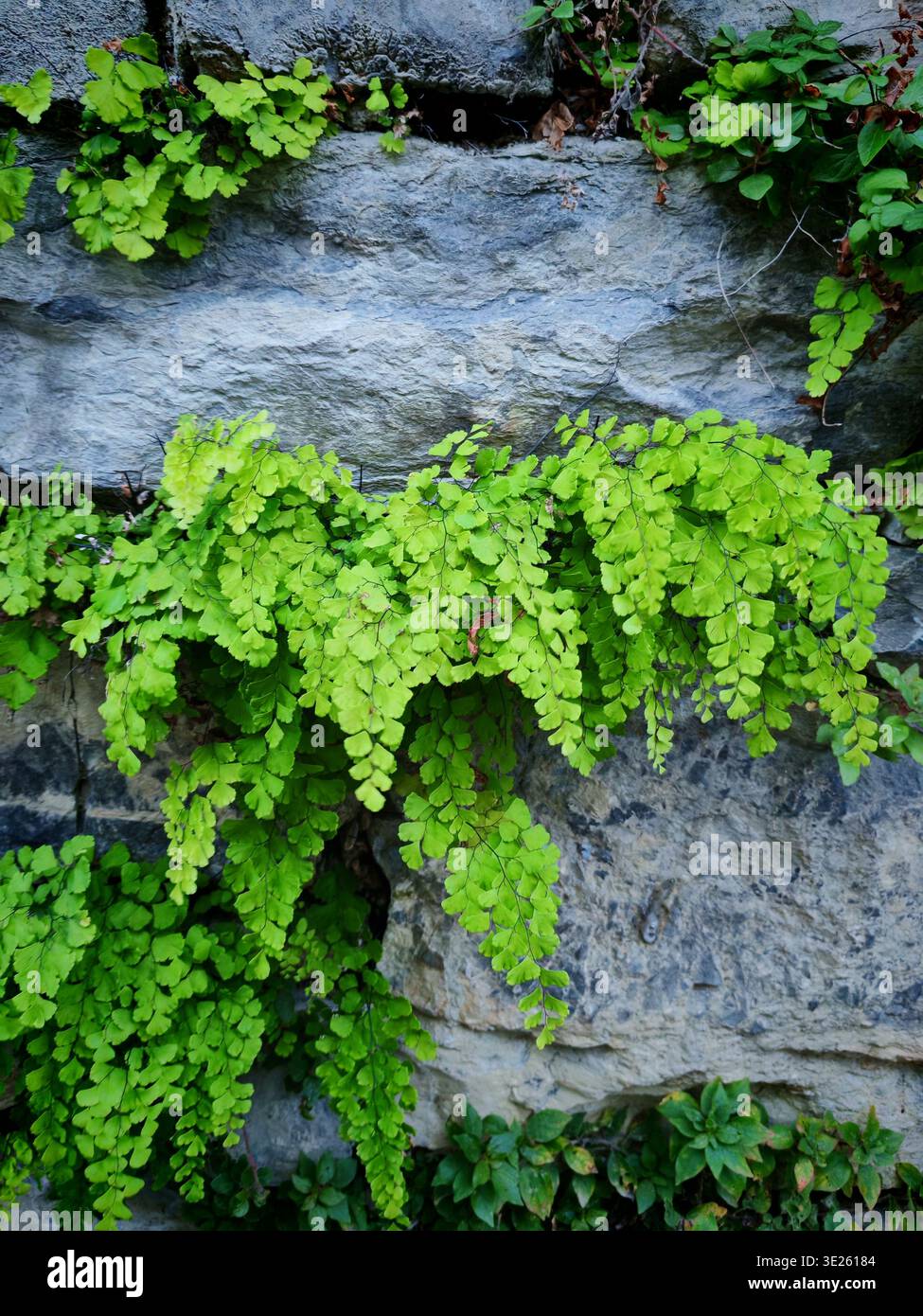 Frische grüne Farne wachsen aus einer Steinmauer Stockfoto