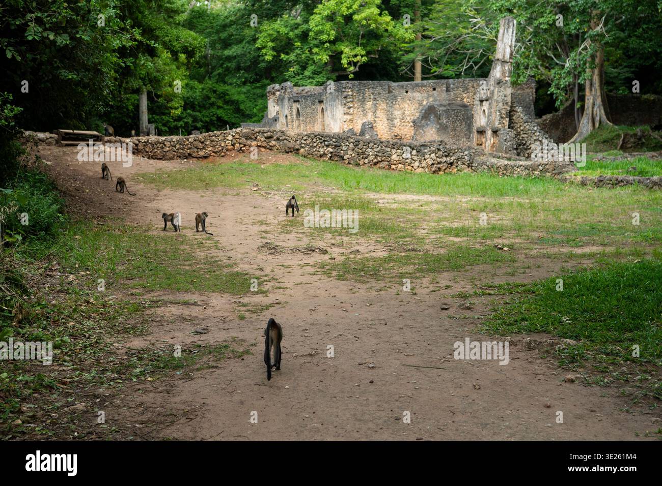Blaue Affen in Gede Ruinen, Watamu, Kenia Stockfoto