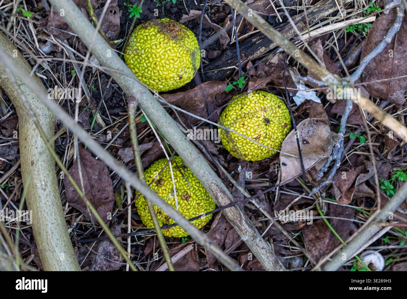 Drei hellgrüne Früchte aus Osage Orange (Heckenapfel) ruhen auf einem Waldboden zwischen trockenen Blättern, Zweigen und kleinen Pflanzen und betonen die holprige Textur Stockfoto