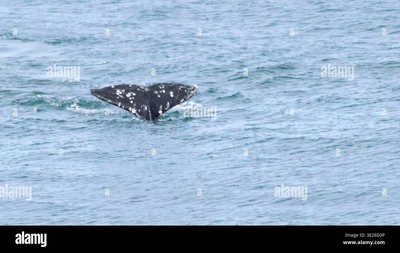 Eine fluke eines Grauwals (Eschrichtius Robustus) taucht in den Pazifischen Ozean, weiches blaues Wasser, 16:9 Stockfoto