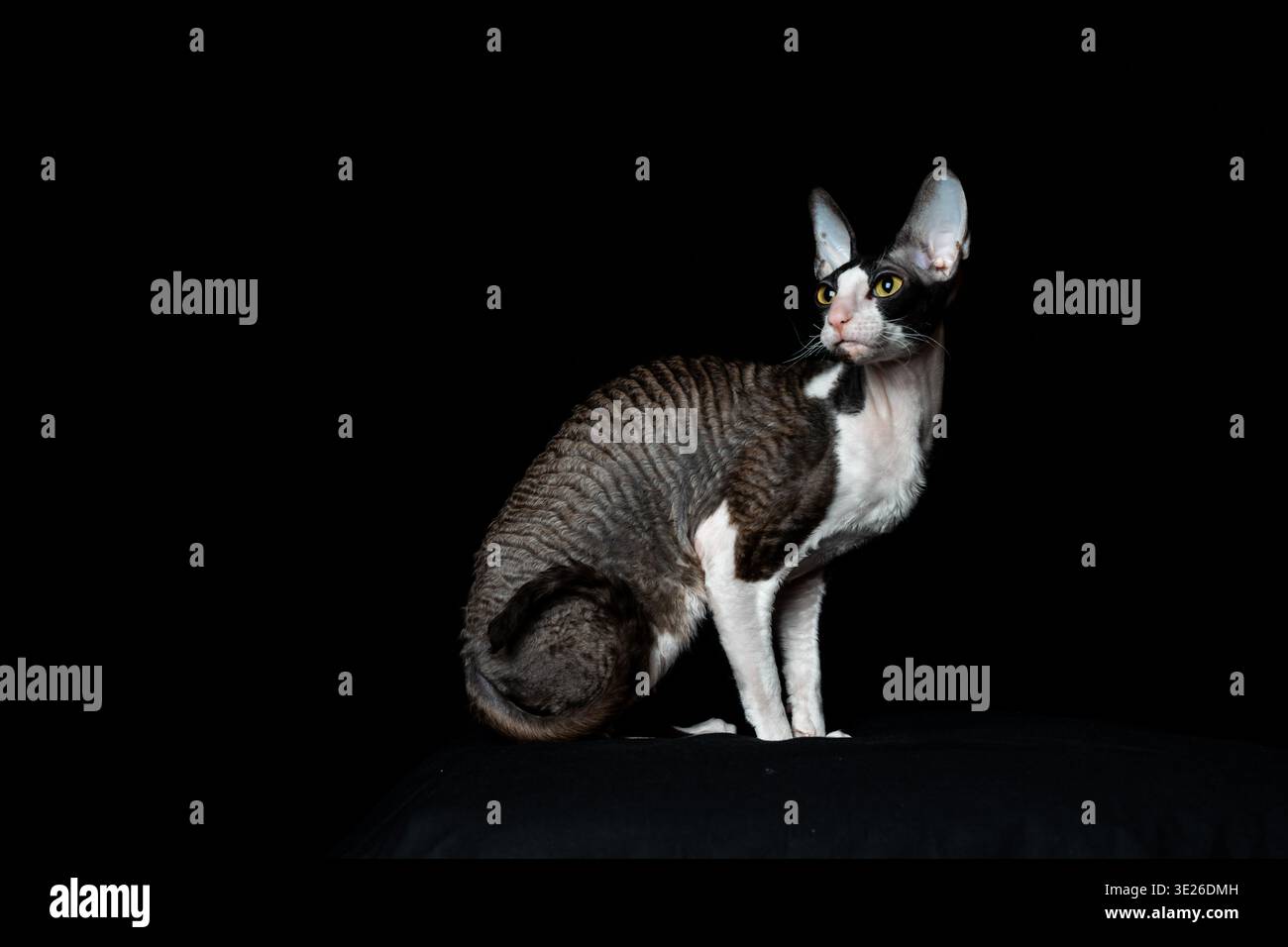 Schöne reinrassige Schwarze und Weiße Katzenrasse Cornish Rex auf schwarzem Hintergrund. Studio-Aufnahme. Stockfoto