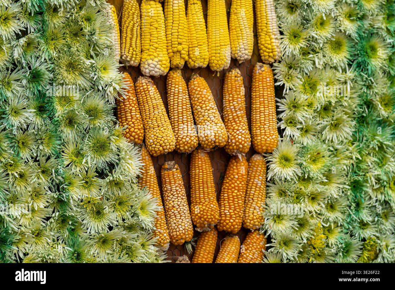 Festival de Flores - Antigua Guatemala - Nahaufnahme von getrockneten Maiskolben auf einem rustikalen Bauernhof, flankiert von grünen Chrysanthemen Blüten, die an erinnern Stockfoto